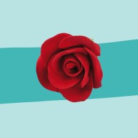 Zuckerrose rot