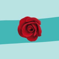 Zuckerrose rot