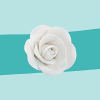 Zuckerrose weiß