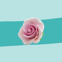Zuckerrose rosa